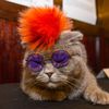 Photos: Fancy Felines Strut Their Stuff At Annual Algonquin Cat Fashion Show